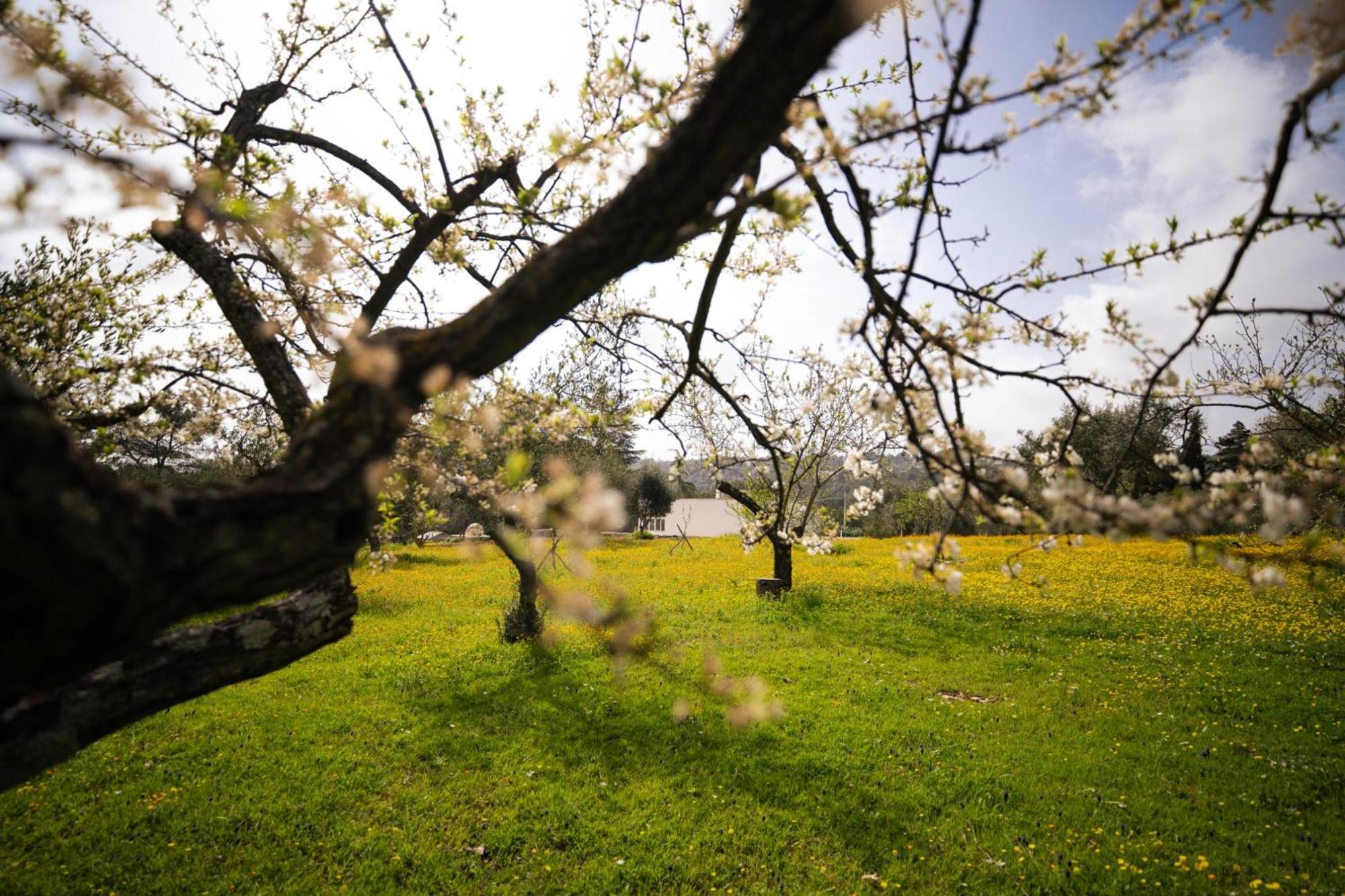 Willa Trulli Magda Martina Franca Zewnętrze zdjęcie